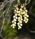 Schweif-Ähre - Stachyurus praecox