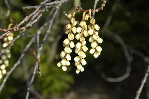 Schweif-Ähre - Stachyurus praecox