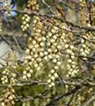 Schweif-Ähre - Stachyurus praecox