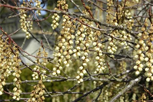 Schweif-Ähre - Stachyurus praecox