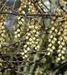 Schweif-Ähre - Stachyurus praecox