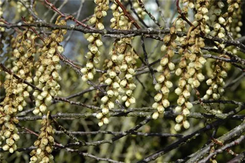 Schweif-Ähre - Stachyurus praecox