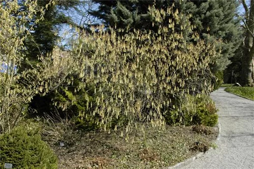 Schweif-Ähre - Stachyurus praecox