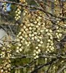 Schweif-Ähre - Stachyurus praecox