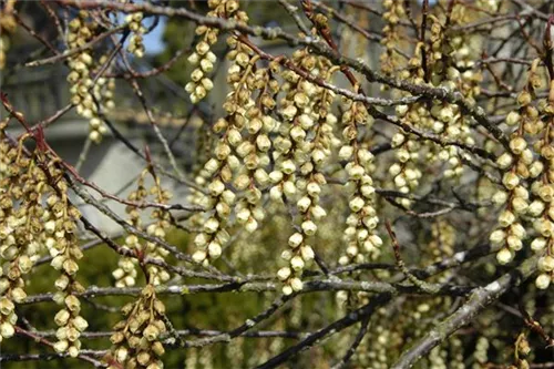 Schweif-Ähre - Stachyurus praecox