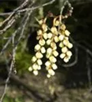 Schweif-Ähre - Stachyurus praecox