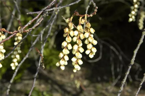 Schweif-Ähre - Stachyurus praecox