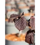 Bluthasel - Corylus maxima 'Purpurea'