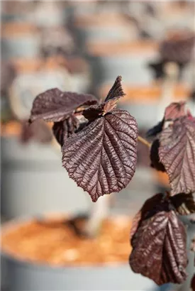 Bluthasel - Corylus maxima 'Purpurea'