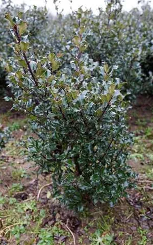 Ilex meserveae 'Blue Maid' -R-