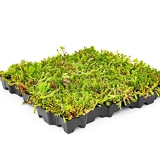 MobiRoof, L 50 x B 50 x H 6 cm / Sedum