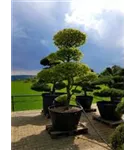 Hainbuche,Weißbuche - Carpinus betulus - Bonsai