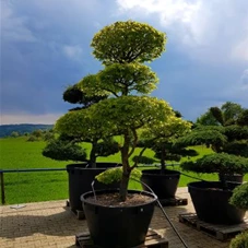 Carpinus betulus - Bonsai, Gartenbonsai Nr. 41 200- 225