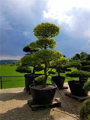 Hainbuche,Weißbuche - Carpinus betulus - Bonsai