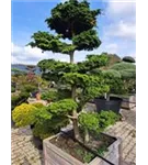 Hainbuche,Weißbuche - Carpinus betulus - Bonsai