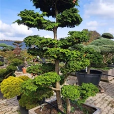 Chamaecyparis obtusa 'Nana Gracilis', Gartenbonsai Nr. 53 200- 225