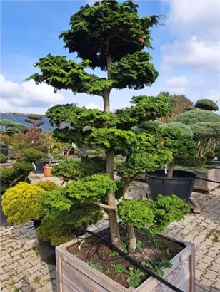 Hainbuche,Weißbuche - Carpinus betulus - Bonsai