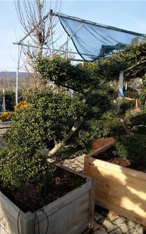 Ilex crenata 'Convexa' - Bonsai