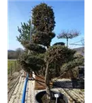 Chin.Wacholder 'Blue Alps' - Juniperus chin.'Blue Alps' - Bonsai