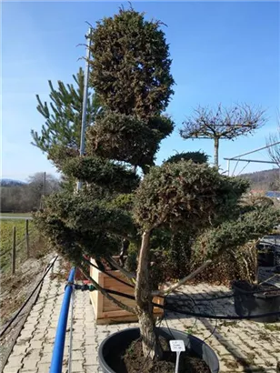 Chin.Wacholder 'Blue Alps' - Juniperus chin.'Blue Alps' - Bonsai