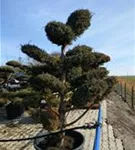 Chin.Wacholder 'Blue Alps' - Juniperus chin.'Blue Alps' - Bonsai