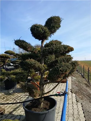 Chin.Wacholder 'Blue Alps' - Juniperus chin.'Blue Alps' - Bonsai