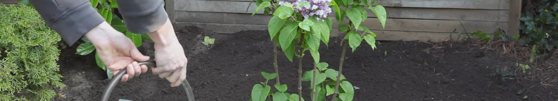 Flieder - Einpflanzen im Garten