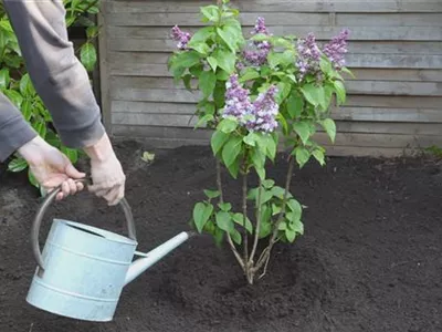 Flieder - Einpflanzen im Garten