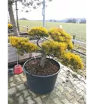 Berg-Kiefer 'Winter Gold' - Pinus mugo 'Wintergold' - Bonsai