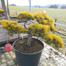 Pinus mugo 'Wintergold', Gartenbonsai Nr. 6. 1. 80- 120