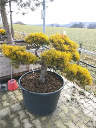 Berg-Kiefer 'Winter Gold' - Pinus mugo 'Wintergold' - Bonsai