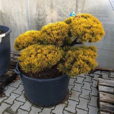 Pinus mugo 'Wintergold', Gartenbonsai Nr. 17 80- 120