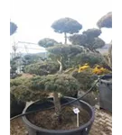 Blaue Mädchenkiefer 'Negishi' - Pinus parviflora 'Negishi' - Bonsai