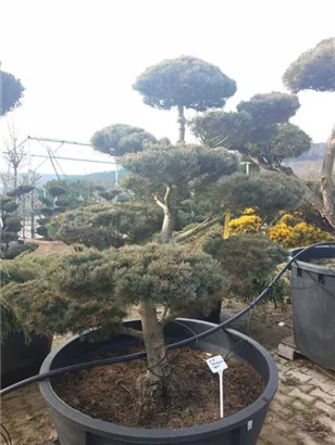 Blaue Mädchenkiefer 'Negishi' - Pinus parviflora 'Negishi' - Bonsai