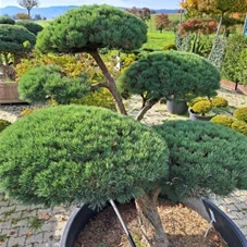 Pinus sylvestris 'Watereri' - Bonsai, Gartenbonsai Nr. 2 200 x 200-