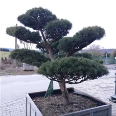 Pinus sylvestris 'Watereri' - Bonsai, Gartenbonsai Nr. 1 200 x 200-