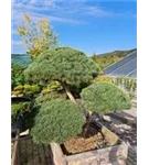 Zwerg-Silberkiefer - Pinus sylvestris 'Watereri' - Bonsai