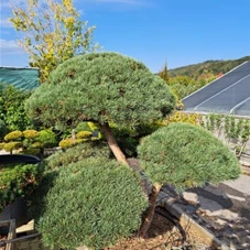 Pinus sylvestris 'Watereri' - Bonsai, Gartenbonsai Nr. 24 200 x - 190