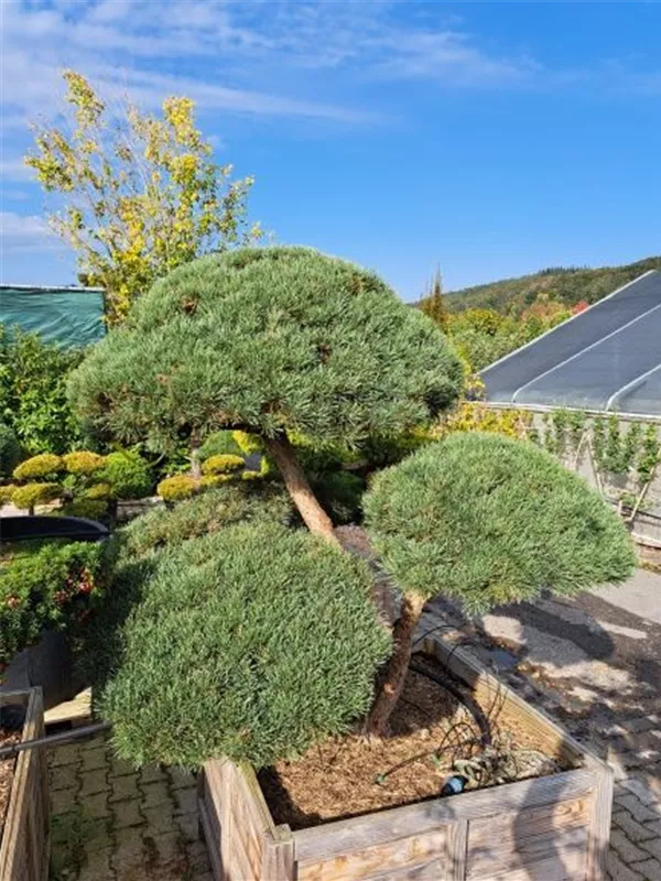 Zwerg-Silberkiefer - Pinus sylvestris 'Watereri' - Bonsai