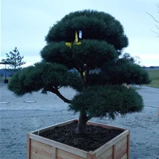 Pinus sylvestris 'Watereri' - Bonsai, Gartenbonsai Nr. 25 200 x - 180