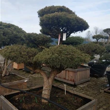 Pinus sylvestris 'Watereri' - Bonsai, Gartenbonsai Nr. 21 150- 175