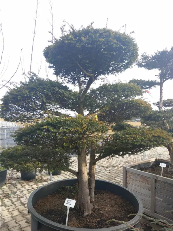 Heimische Eibe - Taxus baccata - Bonsai