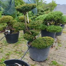 Taxus cuspidata 'Nana', Gartenbonsai Nr. 22 120- 140