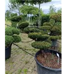 Japan.Zwergeibe - Taxus cuspidata 'Nana'