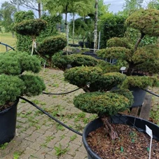 Taxus cuspidata 'Nana', Gartenbonsai Nr. 24 120- 140