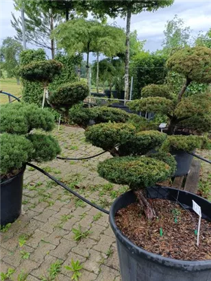 Japan.Zwergeibe - Taxus cuspidata 'Nana'