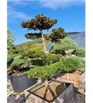 Fruchtende Bechereibe - Taxus media 'Hicksii' - Bonsai