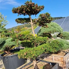 Taxus media 'Hicksii' - Bonsai, Gartenbonsai Nr. 6 200- 225