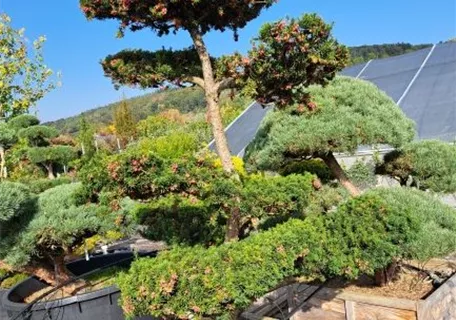 Taxus media 'Hicksii' - Bonsai - Fruchtende Bechereibe