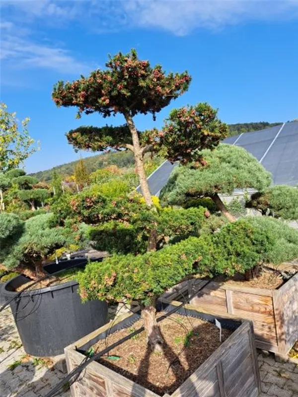 Fruchtende Bechereibe - Taxus media 'Hicksii' - Bonsai